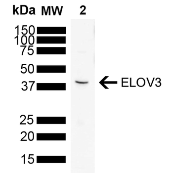 ELOVL3 Antibody (APC)