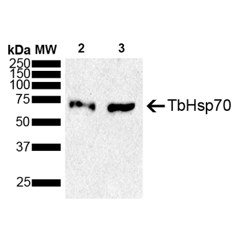 TbHsp70 Antibody (APC)