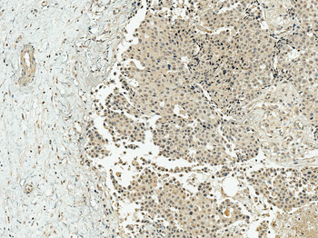 CBP Antibody (APC)