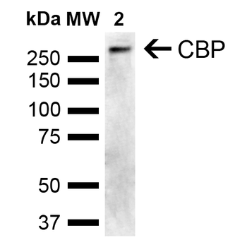 CBP Antibody (APC)