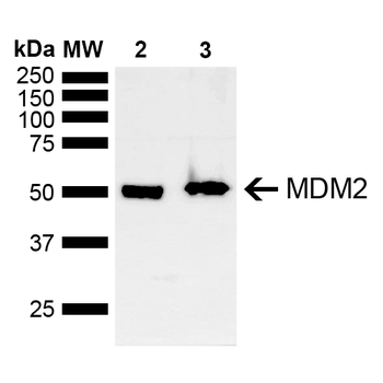 MDM2 Antibody (HRP)
