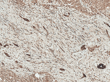 LRP1 Antibody (APC)