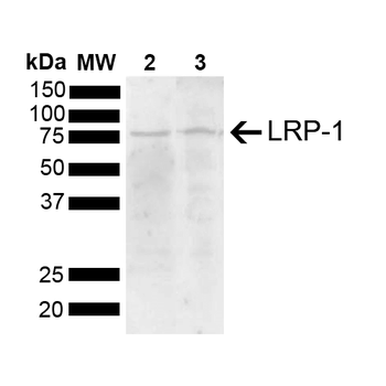 LRP1 Antibody (Biotin)