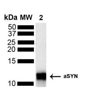 Alpha Synuclein Antibody