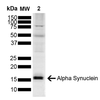 Alpha Synuclein Antibody (HRP)