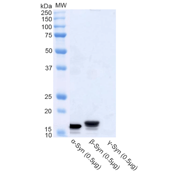 Alpha Synuclein Antibody (HRP)