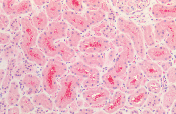 Tau Antibody (Biotin)