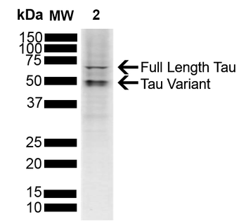 Tau Antibody (Biotin)