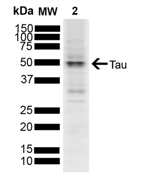 Tau Antibody (Biotin)