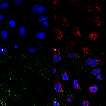 HSP70 Antibody (APC)