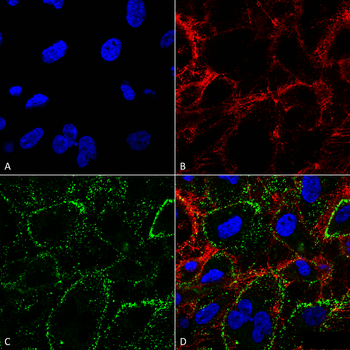 HSP70 Antibody (FITC)