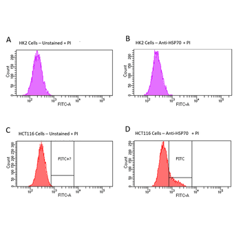 HSP70 Antibody (RPE)