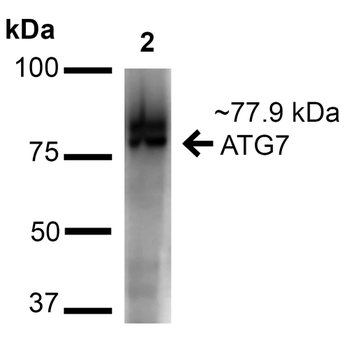 ATG7 Antibody (APC)