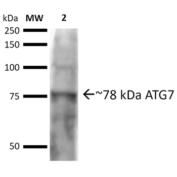 ATG7 Antibody (Biotin)