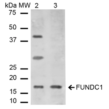 FUNDC1 Antibody (HRP)