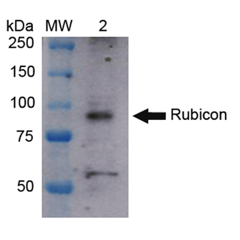 Rubicon Antibody (APC)