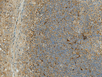 Rubicon Antibody (HRP)