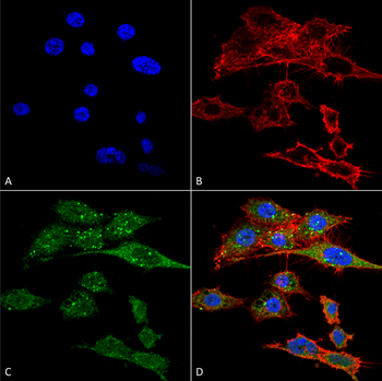 Rubicon Antibody (RPE)
