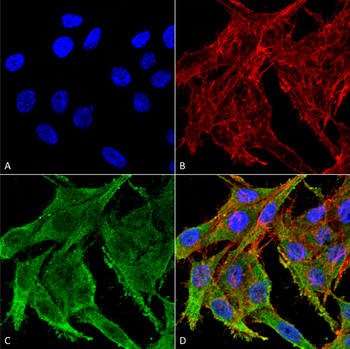 Kir4.1 Antibody (APC)