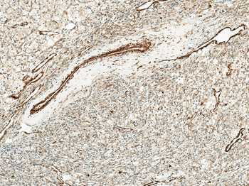Kir4.1 Antibody (APC)