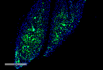 Thyroid Hormone Receptor Antibody (Biotin)