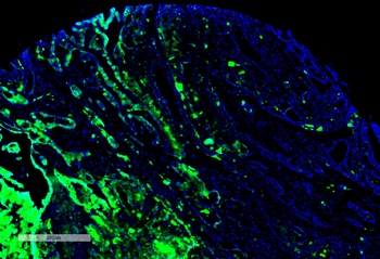 Thyroid Hormone Receptor Antibody (FITC)
