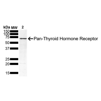 Thyroid Hormone Receptor Antibody (FITC)