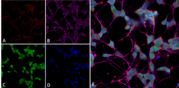 Thyroid Hormone Receptor Antibody (HRP)