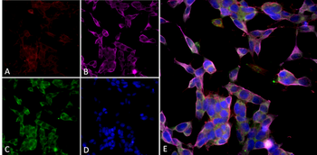parvalbumin Antibody (APC)