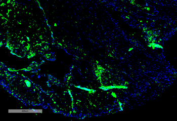 parvalbumin Antibody (Biotin)