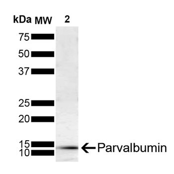 parvalbumin Antibody (PerCP)