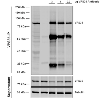 VPS35 Antibody: Biotin