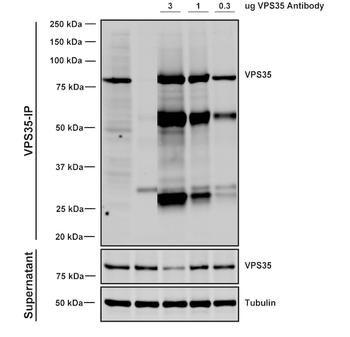 VPS35 Antibody: Biotin
