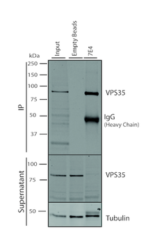 VPS35 Antibody: PerCP