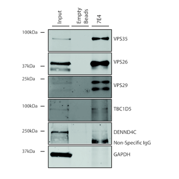 VPS35 Antibody: PerCP