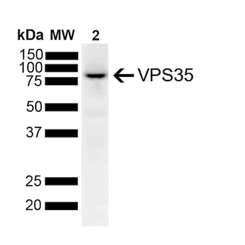 VPS35 Antibody: PerCP