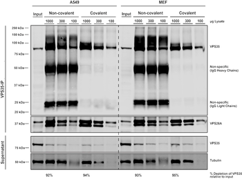 VPS35 Antibody: PerCP