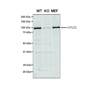VPS35 Antibody: PerCP