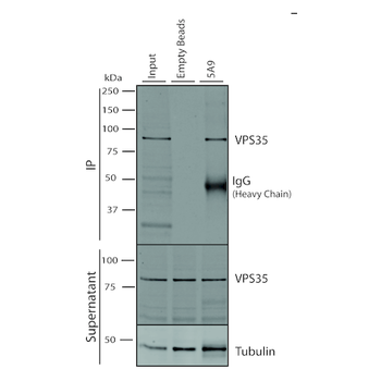 VPS35 Antibody: Biotin