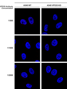 VPS35 Antibody: Biotin