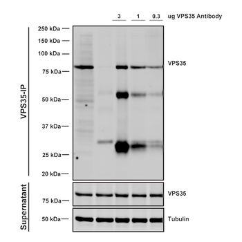 VPS35 Antibody: Biotin