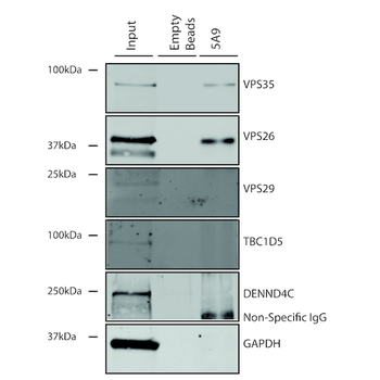 VPS35 Antibody: HRP