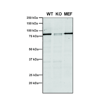 VPS35 Antibody: PerCP