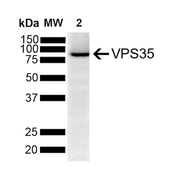 VPS35 Antibody: PerCP