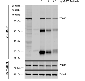 VPS35 Antibody: PerCP