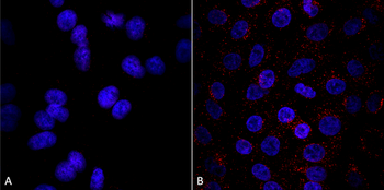 VPS35 Antibody: Biotin