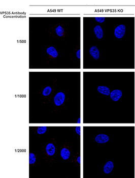 VPS35 Antibody: Biotin