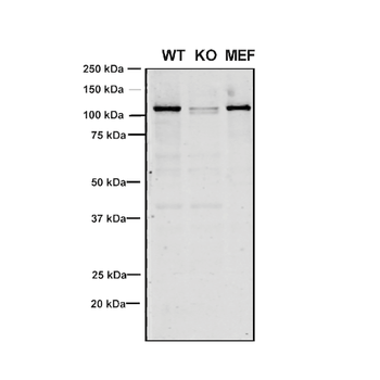 VPS35 Antibody: Biotin