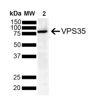 VPS35 Antibody: Biotin