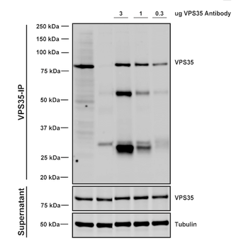 VPS35 Antibody: Biotin